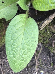 Symphytum tuberosum