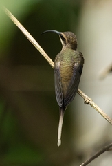 Phaethornis superciliosus