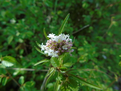 Valeriana italica