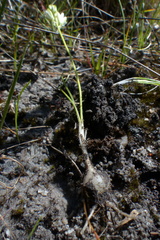 Ornithogalum schlechterianum