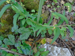 Valeriana italica