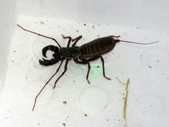 Mastigoproctus tohono