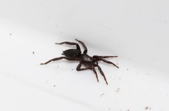 Drassyllus praeficus