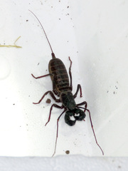 Mastigoproctus tohono