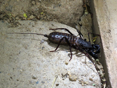 Mastigoproctus tohono