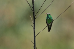 Polytmus guainumbi