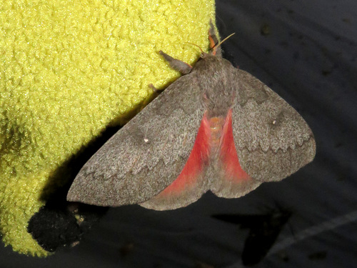 Hubbard's Silk Moth photo 4