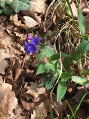 Pulmonaria australis