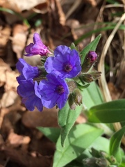 Pulmonaria australis