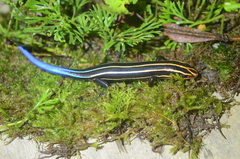Plestiodon sumichrasti
