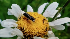 Hylaeus nigritus