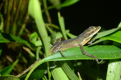 Anolis yoroensis