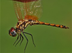 Trithemis selika