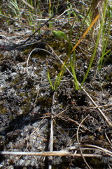 Ornithogalum schlechterianum
