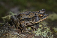 Incilius leucomyos