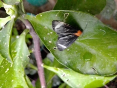 Hyalurga chthonophyle