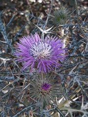 Galactites tomentosus