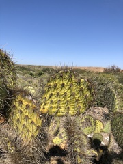 Opuntia clarkiorum