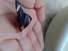 Hyalurga chthonophyle