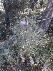 Galactites tomentosus