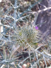 Galactites tomentosus