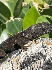 Anolis sagrei