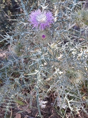 Galactites tomentosus