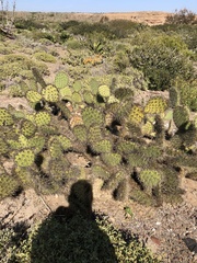 Opuntia clarkiorum