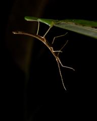 Exocnophila