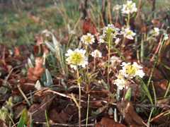 Ionopsidium abulense