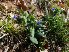 Pulmonaria australis