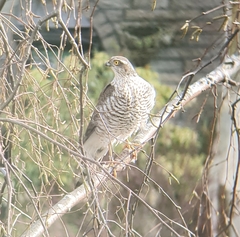 Accipiter nisus