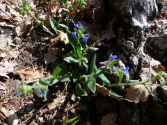 Pulmonaria australis