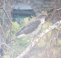 Accipiter nisus