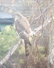 Accipiter nisus