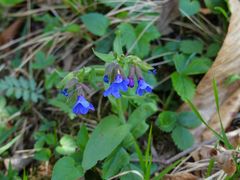 Pulmonaria australis