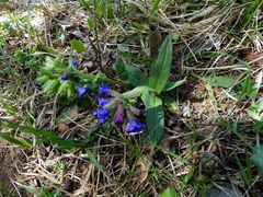 Pulmonaria australis