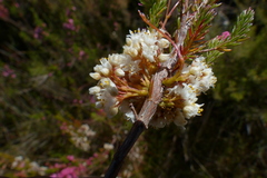 Cuscuta africana