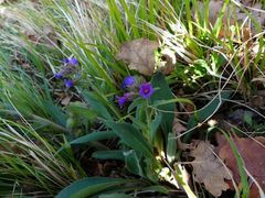 Pulmonaria australis