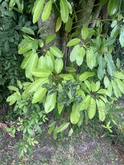 Heptapleurum actinophyllum