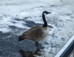 Branta canadensis