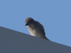 Passer domesticus
