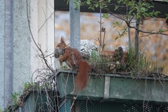 Sciurus vulgaris