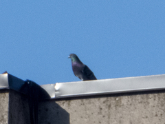 Columba livia domestica