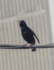 Sturnus vulgaris