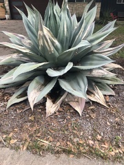 Agave ovatifolia