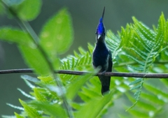 Stephanoxis loddigesii