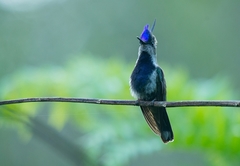 Stephanoxis loddigesii