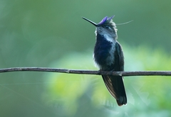 Stephanoxis loddigesii