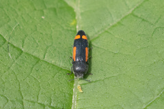 Ptosima laeta